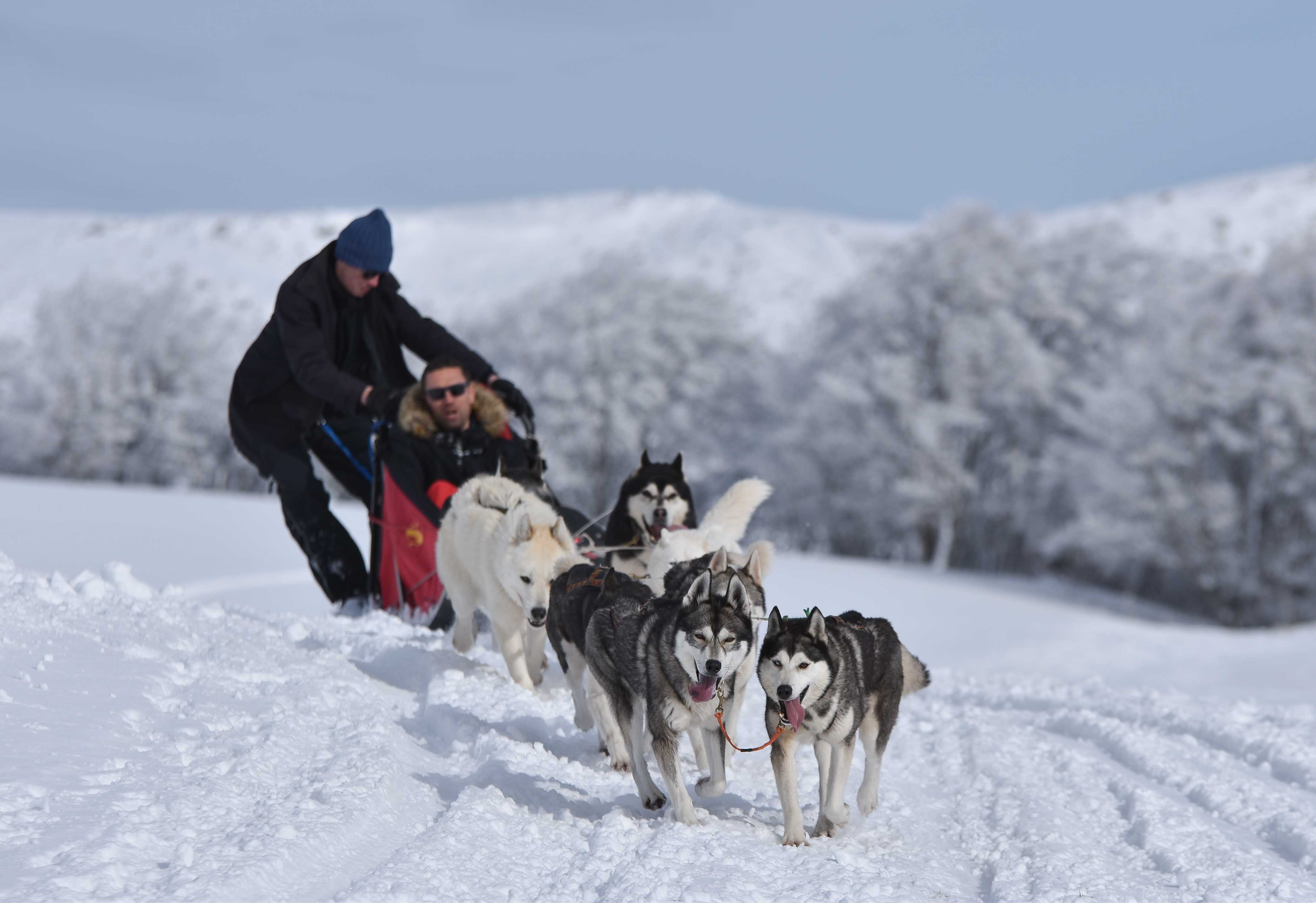 Chien_traineau_action_virage_attelage_complet_neige_hiver