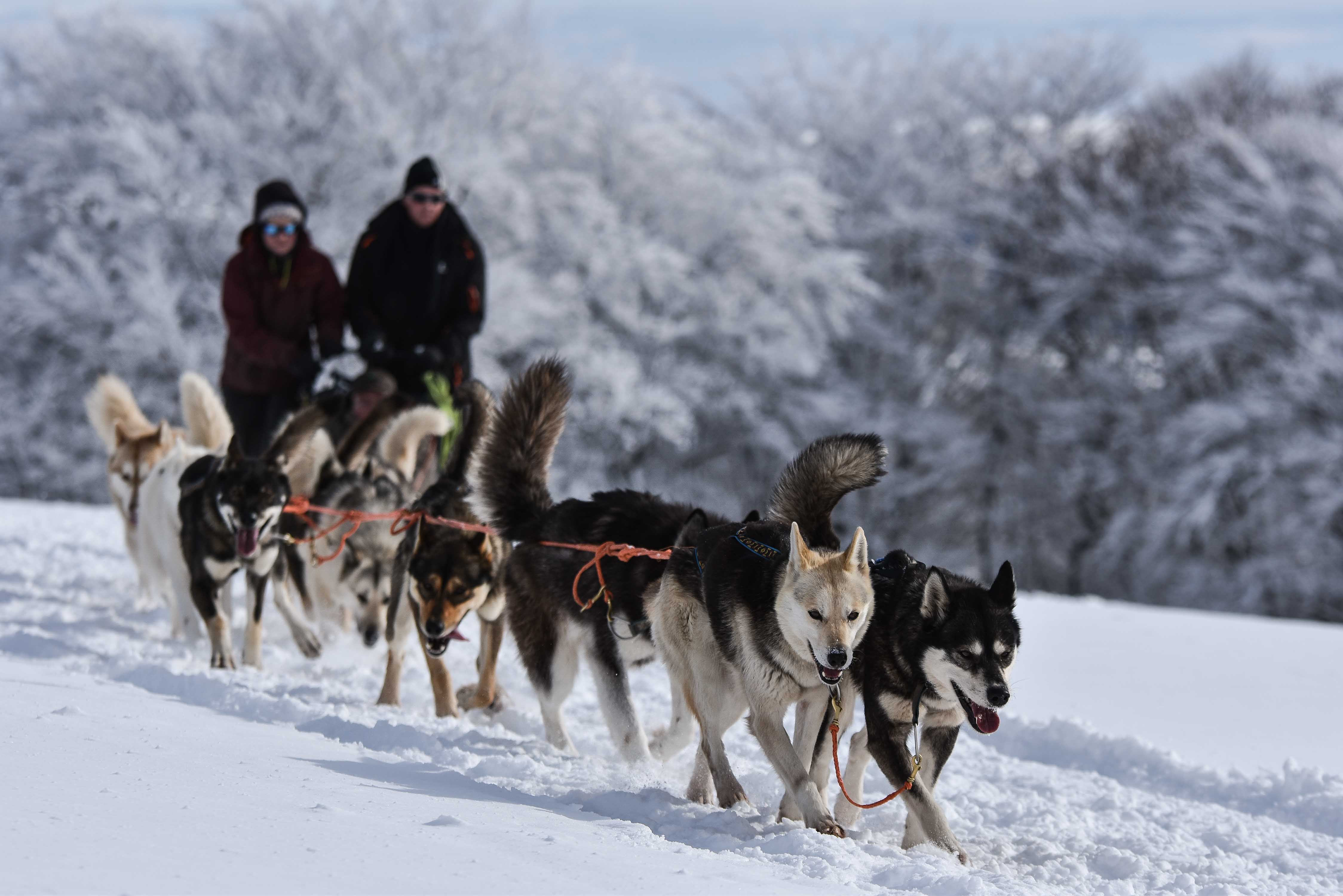 Chien_traineau_attelage_complet_neige_hiver