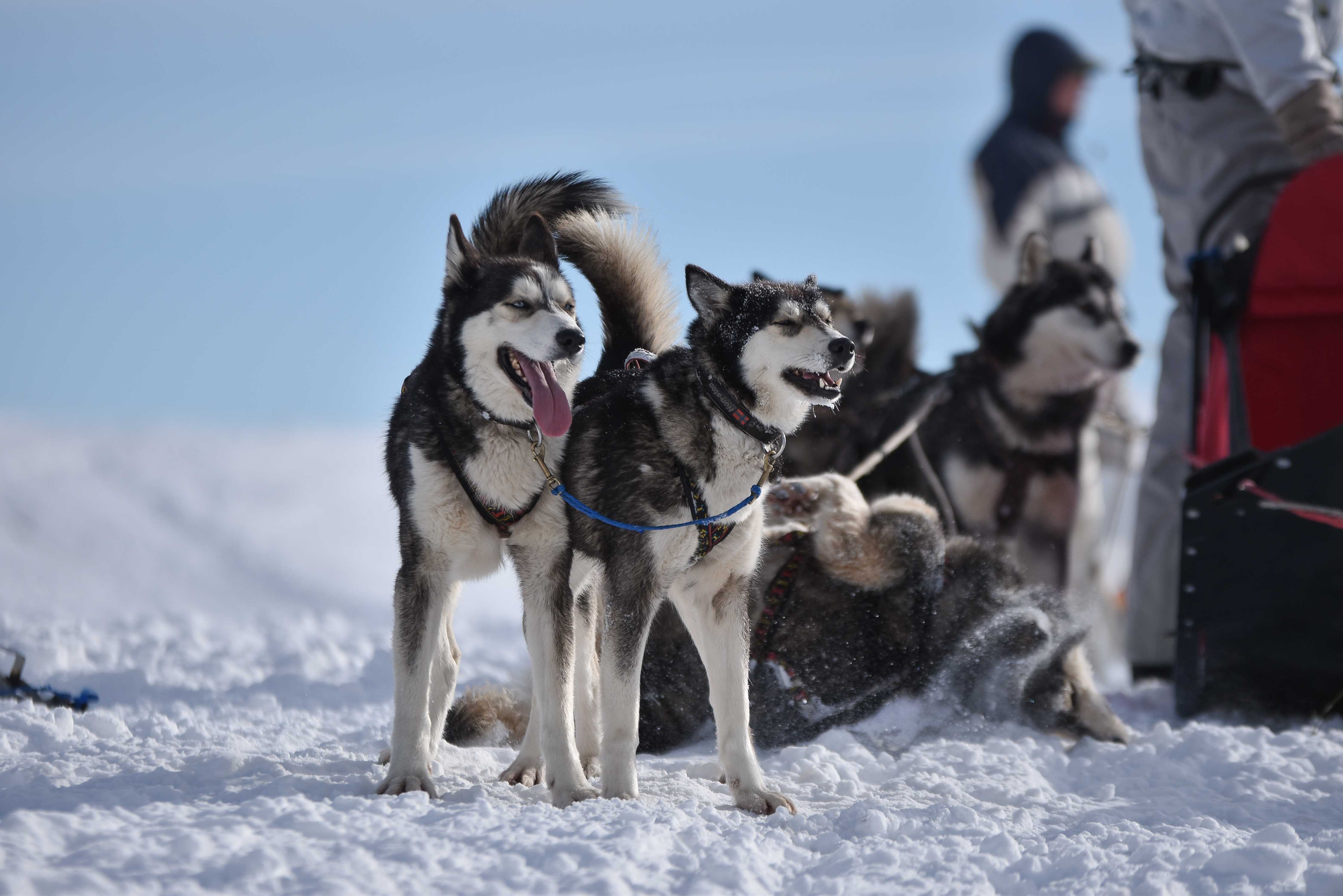 Chien_traineau_portrait_deux_chiens_neige_hiver